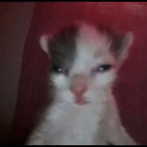 Meet your Posher, Leila